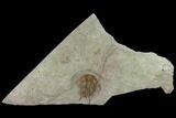 Ordovician Foulonia Trilobite - Fezouata Formation #131317-1